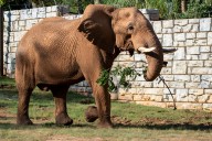 Trail to Table: How the Atlanta Beltline is feeding Zoo Atlanta’s animals