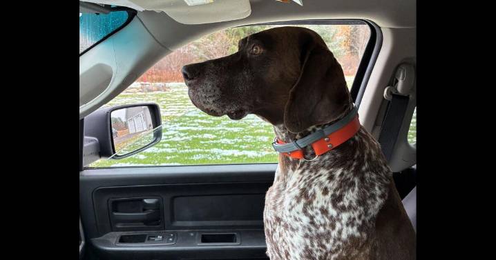DEC officer gets lost dog back home in town of Johnstown, DEC says