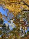 From the Ground Up: What’s behind fall leaf colors?
