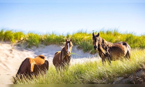 MP: Man arrives at district court on horseback for hearing in 25