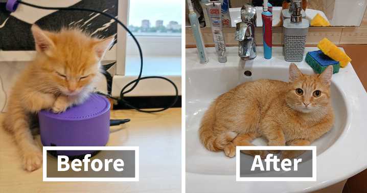 The Best Of ‘Cat Grows’: 50 Heartwarming Transformations From The Community