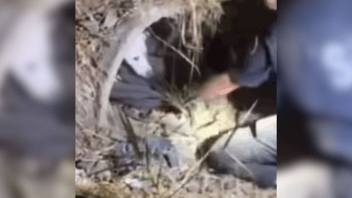 Washington Officer Crawls Into Pipe To Save Injured Dog After Car Accident