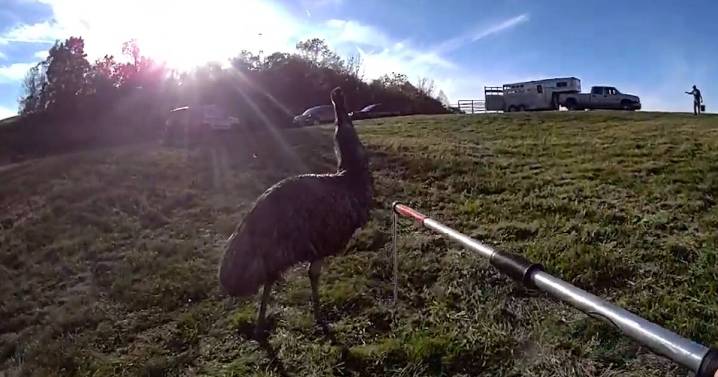 US police tackle rogue emus on the run in Ohio and Arizona