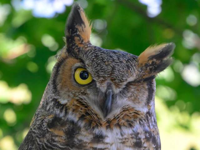 Pakistan’s owls in decline as urbanisation, poaching take toll