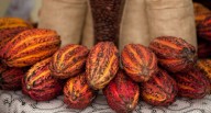 Adex: promoverán desarrollo sostenible de la cadena del cacao y chocolate l Adex l cacao l chocolate