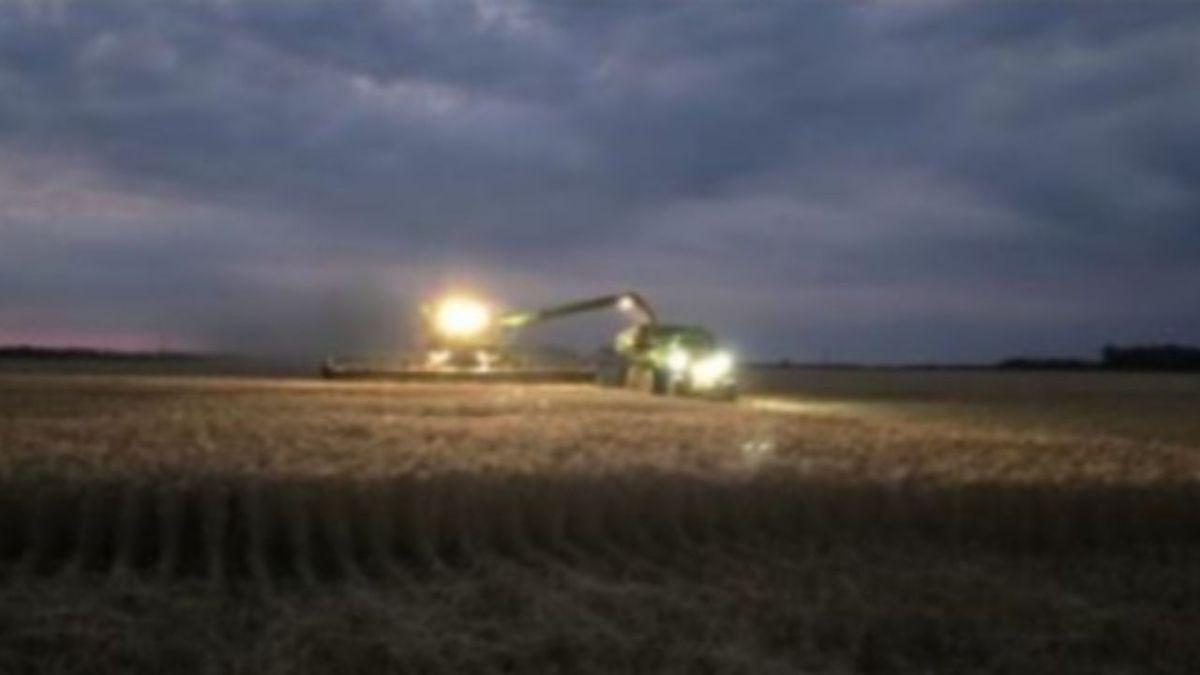 Trigo récord en la región núcleo: la cosecha avanza al 40% con rindes históricos