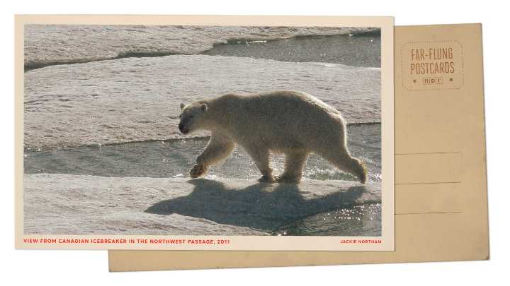 Photo: Polar bear on ice in Arctic Circle : NPR