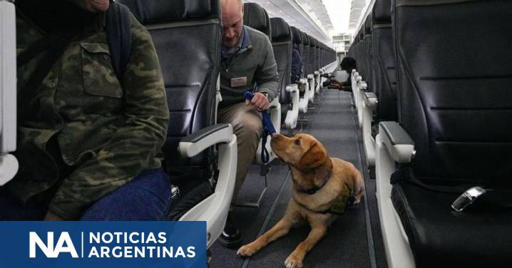Un perro entrenado para asistir a discapacitados en aeropuertos no pudo más y se echó en el pasillo del avión