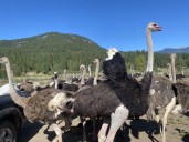 B.C. ostrich cull to go ahead after top court won't hear appeal: CFIA