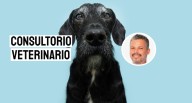 Consejos para cuidar a tu perro viejito: claves para mantener su salud y bienestar