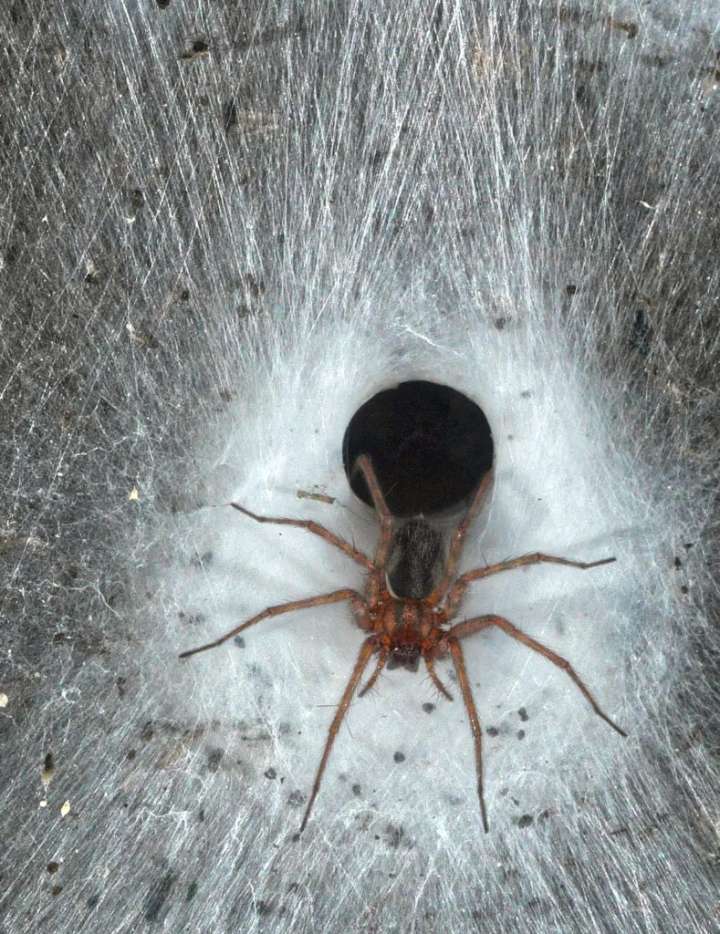 Descubren una gigantesca telaraña con más de 100.000 arañas en una cueva entre Grecia y Albania