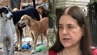 'Can't Be Put Into Practice..': Maneka Gandhi On SC Ruling On Stray Dogs India News