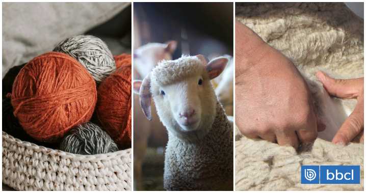 La autoridad sanitaria de la India da luz verde para que lanas chilenas se comercialicen en su mercado