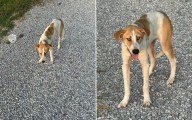 Dog Found Abandoned on Rural Back Roads, Then Rescuers Realize Why
