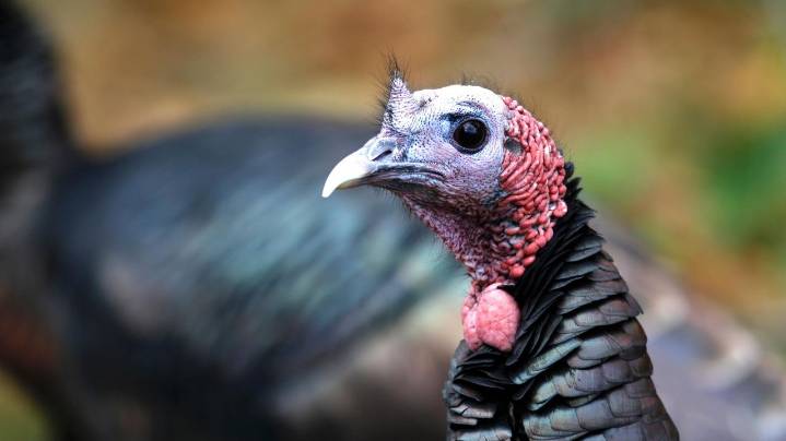 How trading wild turkeys for other animals became a conservation success story