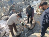 20,000 Brown Trout Fingerlings Released to Boost Fish Production in Bandipora’s Trout Streams