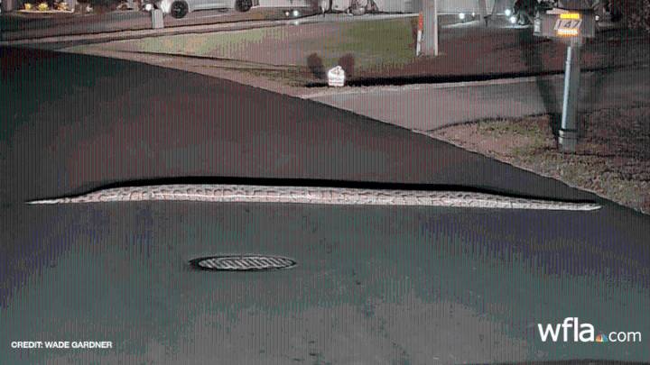 Man finds nearly 12 foot python in Florida neighborhood
