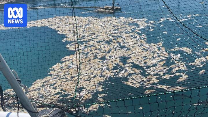 Tassal suffers fish kill at barramundi farm in WA's Cone Bay amid expansion plans