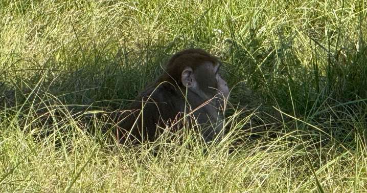 Mississippi woman kills escaped monkey, fearing for her children's safety