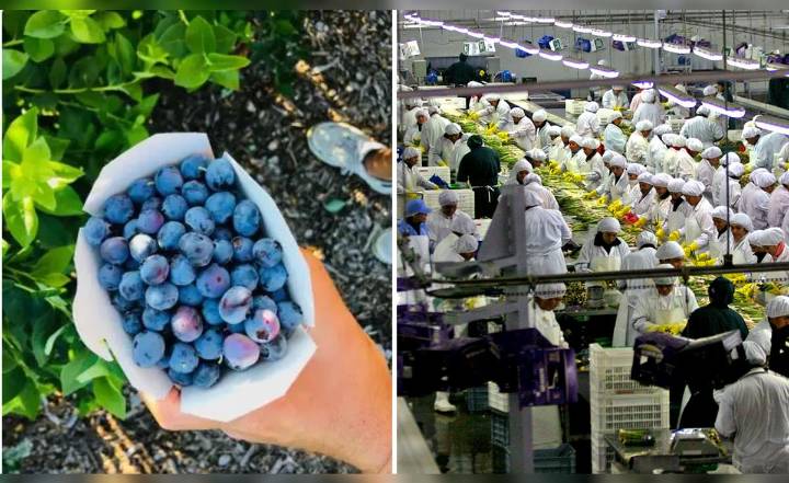 Agroexportaciones peruanas crecerán en un 11%, superando a Chile en 2025, según informe del Midagri: ¿qué productos nacionales destacaron?