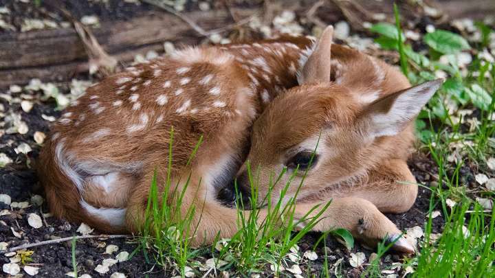 What Is a Baby Deer Called? (Aside From Adorable)