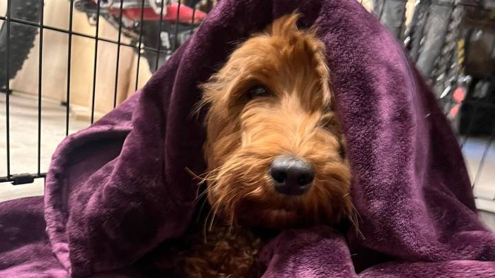 East Greenwich dog eludes coyotes during two months on the run