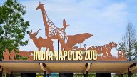 Chimpanzee escapes exhibit at Indianapolis Zoo, forcing brief lockdown
