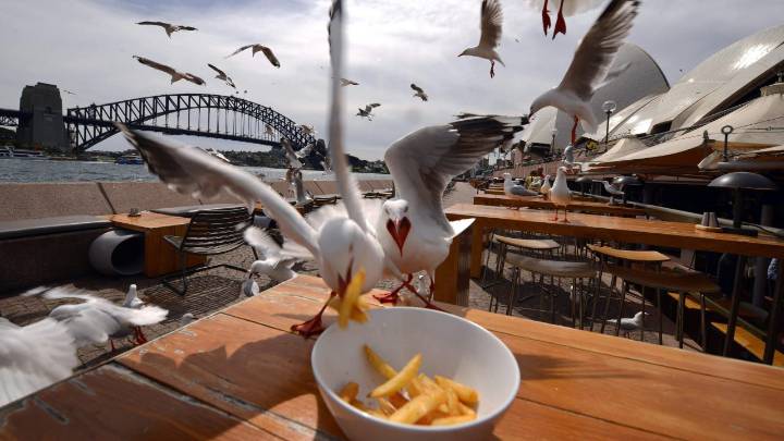 Study reveals the best way to drive off pesky seagulls