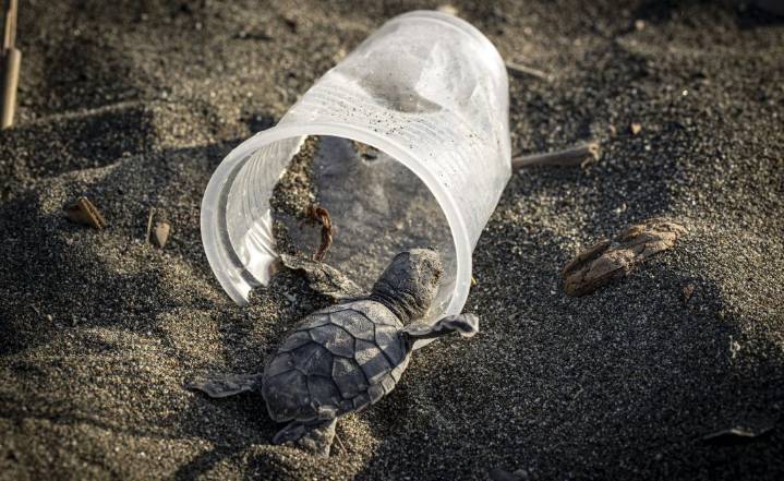 How Much Plastic Kills a Sea Turtle?