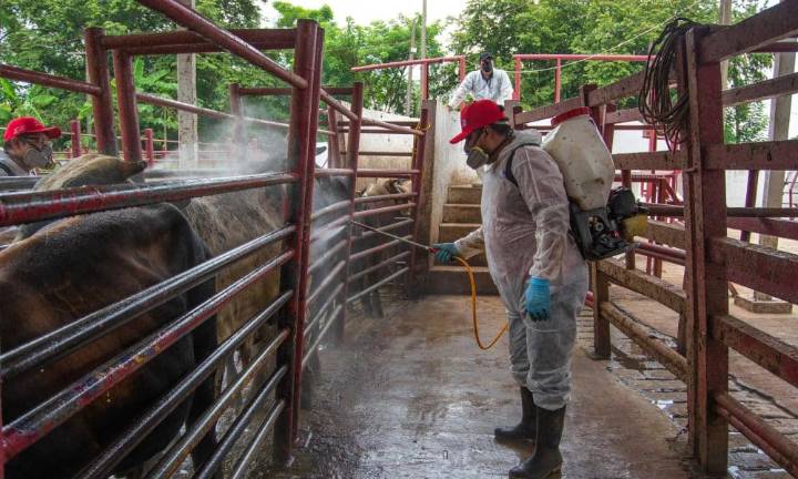 Crisis del gusano barrenador presiona a ganaderos mexicanos que anhelan reapertura de EEUU