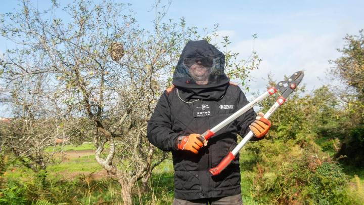 Diseñan un traje «antivelutina»: «Está pensada para los trabajos de desbroce»