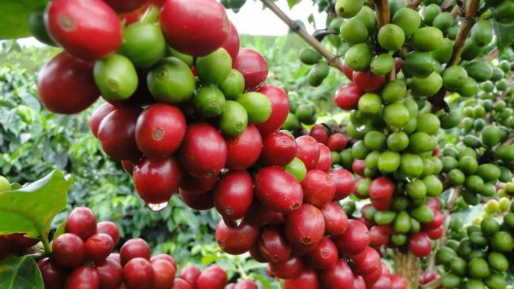En México el panorama cafetalero es positivo ya que productores obtendrán precios justos: empresario