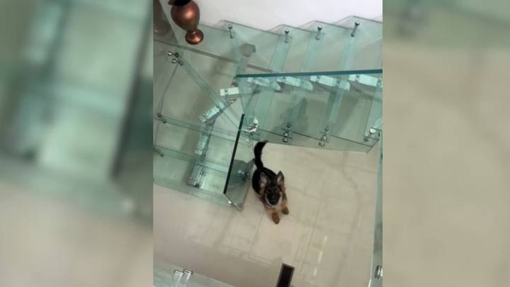 Dog From New Jersey Has A Hilarious First Encounter With Glass Stairs That Shocks His Owner