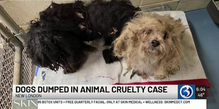 Two dogs found dumped in New London park, one dies from injuries