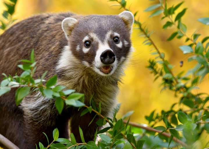 Scottsdale photographer’s work earns spot on Arizona wildlife calendar