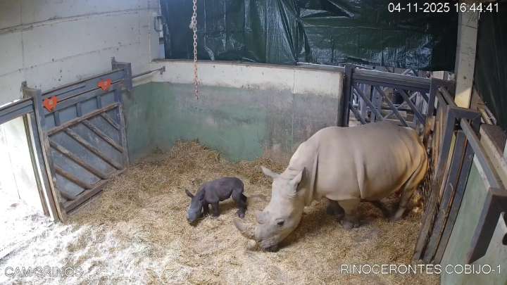 Así ha sido el nacimiento del primer rinoceronte blanco en Bioparc Valencia que ha tardado 18 años en producirse