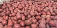 Michigan potato testing facility streamlines disease screening for farmers