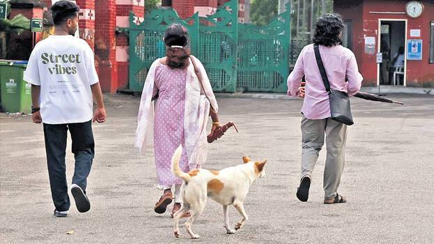 Stray dog menace even in Museum and Zoological Park