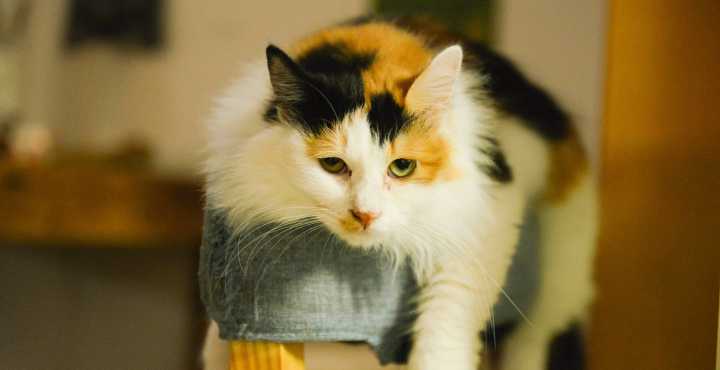 New Study Says Humans Still Don’t Understand Cats—and Keep Getting Scratched for It