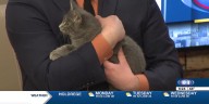 Meet Jax and Missy who are available for adoption at the Capital Humane Society