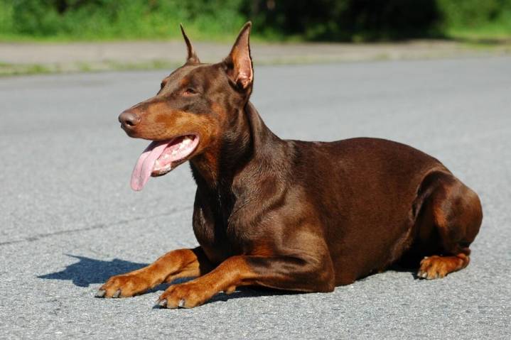 The 8 Best Dog Bathtubs For Dobermans