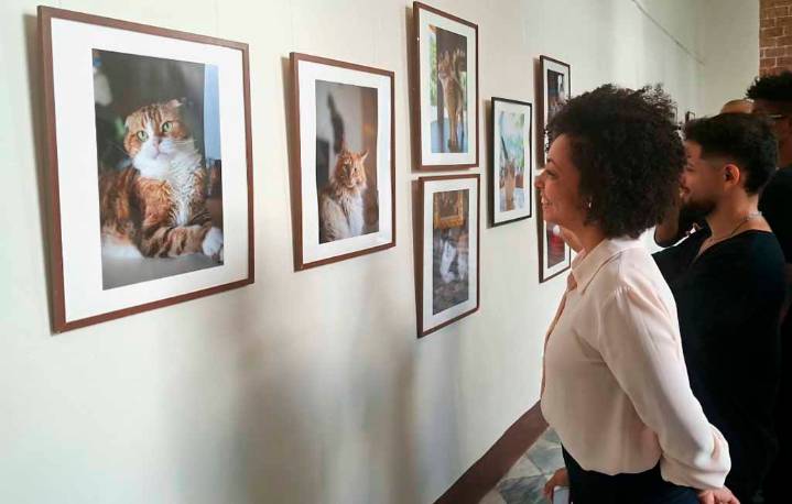 Muestra fotográfica en Cuba revela valor de los gatos para Japón (+Fotos)