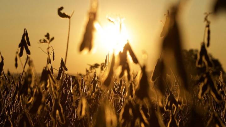 La baja temporal de retenciones ¿generó récords de ventas y suba de precios en el mercado de la soja?