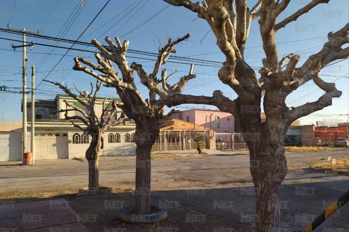 Multarán a quienes poden árboles sin tener acreditación