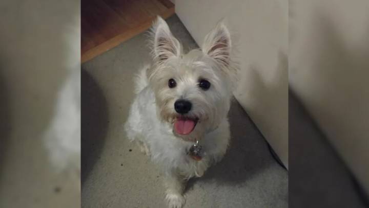 Texas Man’s Beloved “Westie” Turns Out To Be Something Entirely Different After DNA Testing