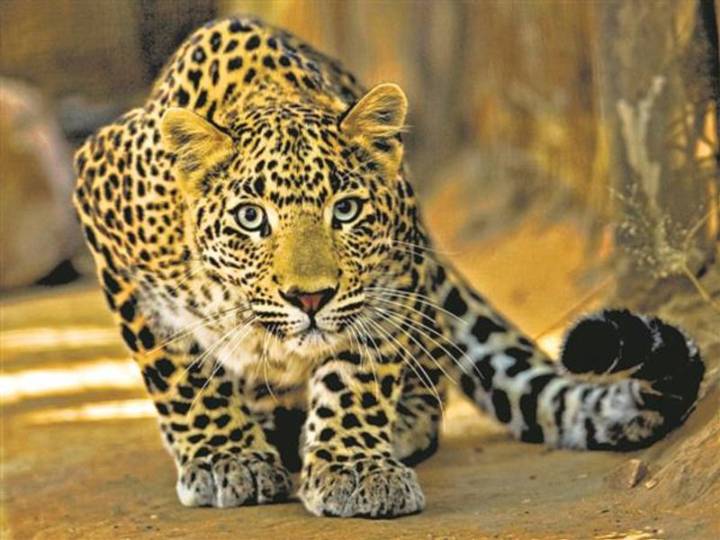Woman injured as leopard paws through safari bus window in Bannerghatta park