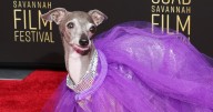 Tika the Iggy, the Dog Fashion Influencer, Has Died at 14