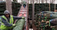 Why tariffs might make real Christmas trees more attractive this year