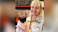 Cat Haven rescuers outraged after seriously ill kitten dumped on busy road in Waikiki on Halloween