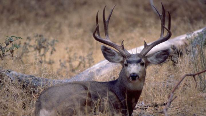 New research shows drought conditions drive deer populations to croplands, urban environments